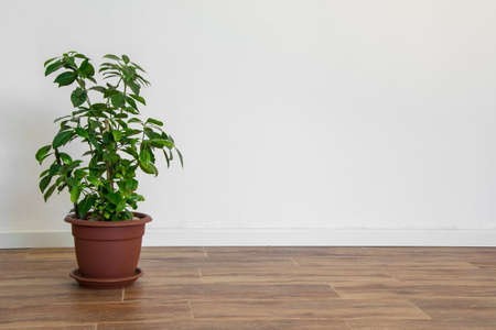 Beautiful potted Gardenia plant in an empty room, simple interior designの写真素材
