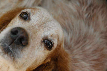 English setter dog watching with loveの写真素材