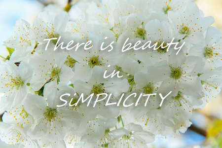 Delicate white cherries blossom flowers background with text There is beauty in Simplicity