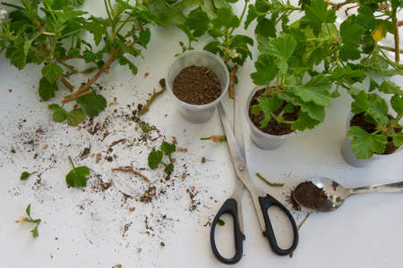 Rooting cuttings from Geranium plants in the plastic cups. DIY gardening, crafts ideasの写真素材