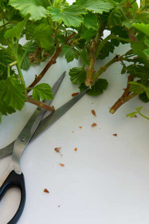 Rooting cuttings from Geranium plants, white background and space for text, gardening, agricultural concept, DIYの写真素材