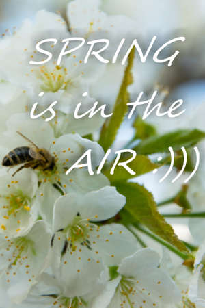 Delicate white cherries blossom flowers background with text Spring is in the air