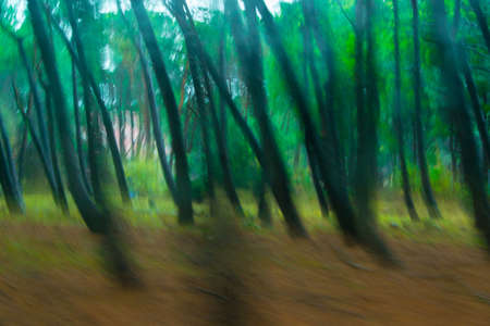Blurry abstract background of surreal forest trees