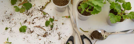 Rooting cuttings from Geranium plants in the plastic cups. DIY gardening, crafts ideas