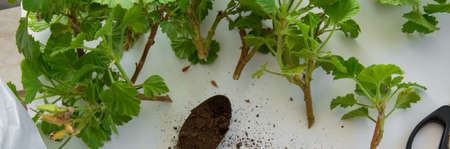 Rooting cuttings from Geranium plants in the plastic cups. DIY gardening, crafts ideasの写真素材