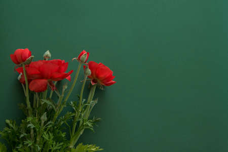 Beautiful blossom red flower on deep green background, space for textの写真素材