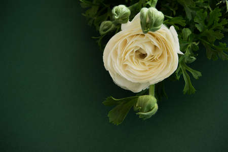 Beautiful blossom white flower on deep green background, space for textの写真素材