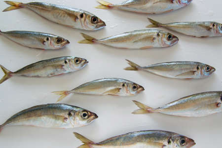 The Mediterranean horse mackerel on white background (Trachurus mediterraneus), also known as the Black Sea horse mackerel, horse mackerel, 
Mediterranean scad, common scadの写真素材