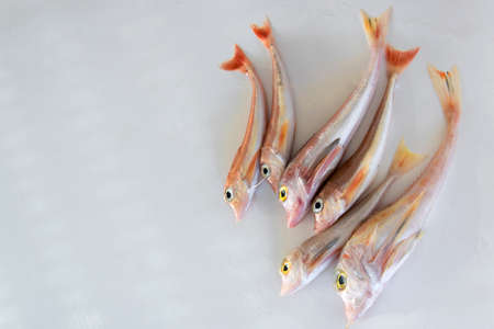 Brightly colored sea fish - Red Gurnard, on white backgroundScientific name: Chelidonichthys...