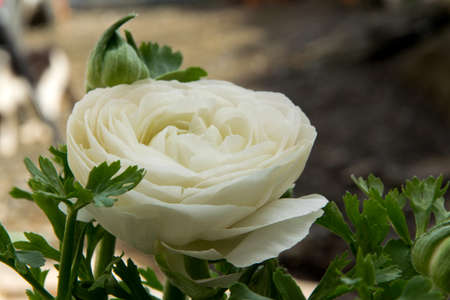 Close up view of delicate spring flower