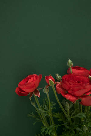 Beautiful blossom red flower on deep green background, space for textの写真素材