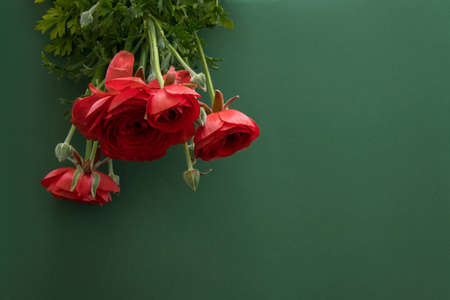 Beautiful blossom red flower on deep green background, space for text
