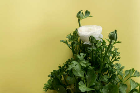 Close up view of delicate white spring flower on warm yellow background, space for textの写真素材