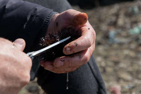 Close up view of man hands opens and cleans sea urchins, for take the eggs inside them
