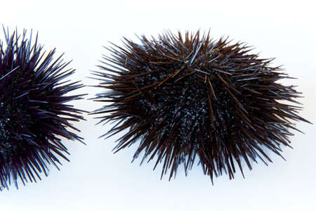 Cooking sea urchins. Seafood ingredients, food backgroundの写真素材