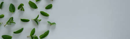 Top view of mint herbs on white background. Minimal raw herb concept designの写真素材