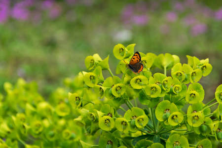 Close up view of a little butterfly on fresh wild flowers. Environment, wildlifeの写真素材