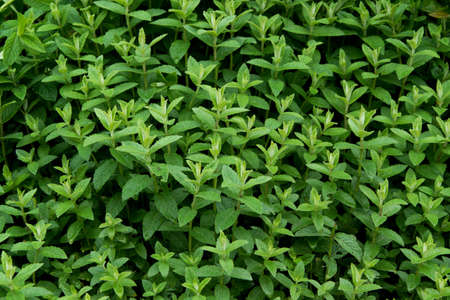 Raw mint background. Close up of spearmint plant