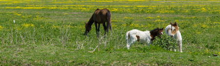 Herd of free horses grazing in the nature. Horse pastureの写真素材