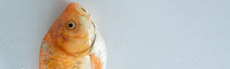 Fresh red  Carassius fish ready for cooking. Healthy eating concept, space for text or menu