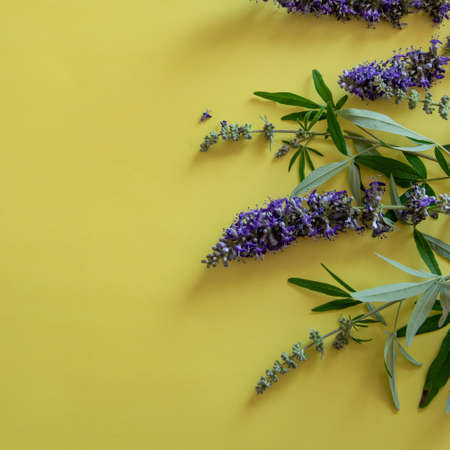 Blossom wild flowers on yellow background with space for textの写真素材