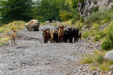 Flock of mountain goats. Domestic livestock grazing in the high altitudeの写真素材