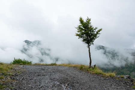 Lonely tree on the high mountain roadの写真素材