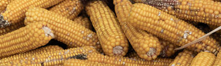 Autumn harvest of corn, close up of  whole dry sweet corn