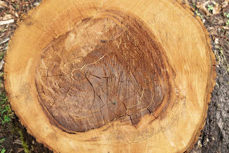 Close up of cut chestnut tree trunk