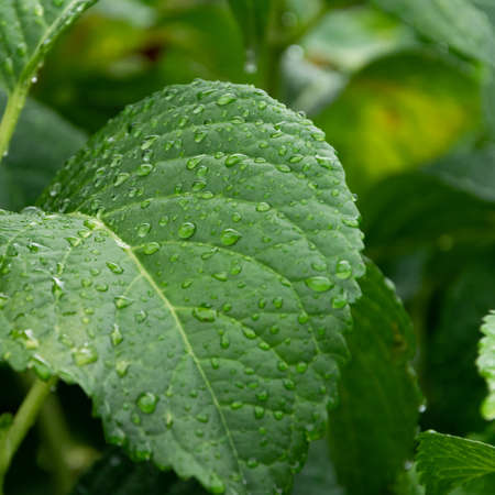 Green leaves background, close up of Hydrangea leaves with raindrops