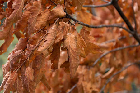 Red autumn leaves background, autumnal vibrant branch