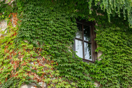 Crop view of house exterior detail with climbing plant (Parthenocissus quinquefolia)の写真素材