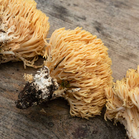 Ramaria flava mushrooms, edible and picked in Europe, though they are easily confused with several mildly poisonous speciesの写真素材