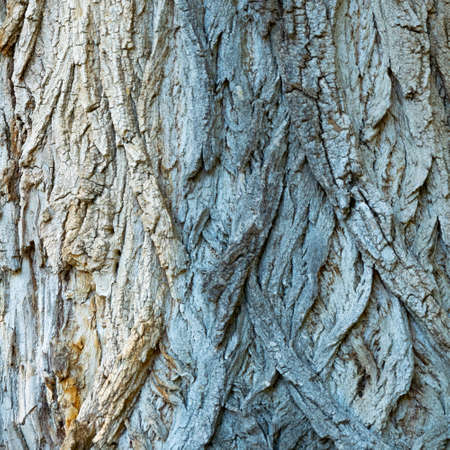 Close up view of particular tree barkの写真素材