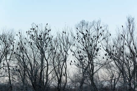 Silhouette of many birds on the trees