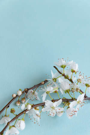 Blossom plum branch on a blue backgroundの写真素材