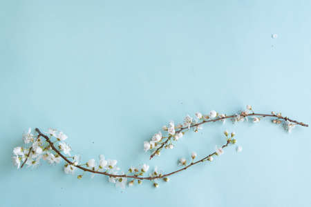 Blossom plum branch on a blue background