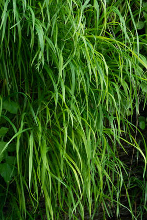 Close up of green grass background, lush vegetation wallの写真素材