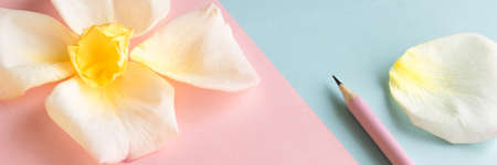 Fresh pastel colors background with flower and pensils, creation creative concept