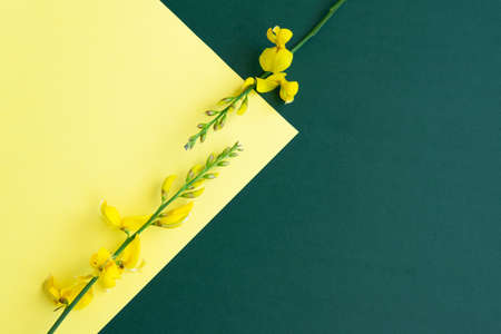 Yellow blossom gorse on colorful background, flat lay floral themes, space for text