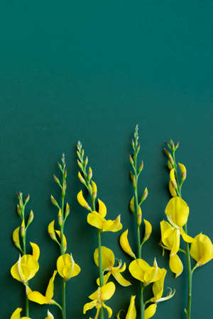 Yellow blossom gorse on the green-blue background, flat lay floral themesの写真素材
