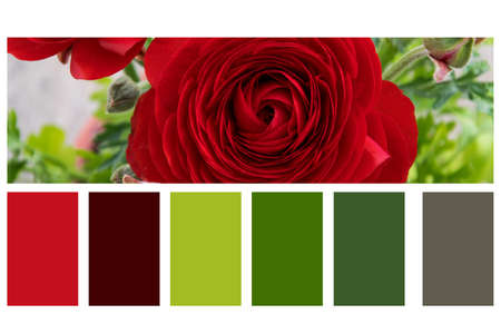 Close up view of beautiful blossom red flower in a colour palette, with complimentary colour swatchesの写真素材