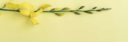 Close up view of yellow blossom gorse, flat lay floral themes, space for text