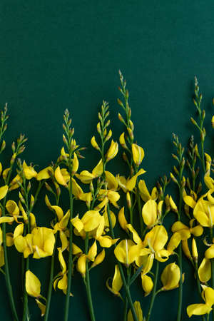 Yellow blossom gorse on the green-blue background, flat lay floral themesの写真素材