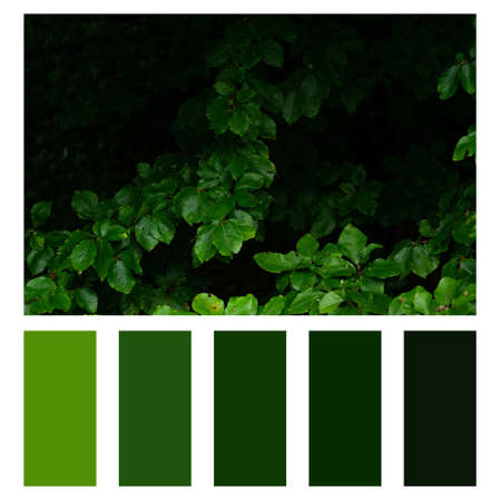 Close up of evergreen bush, natural background in a colour palette, with complimentary colour...