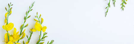 Yellow blossom gorse on the white background. Flat lay floral themes, space for text