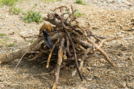 Dry wood to make fire outdoorsの写真素材