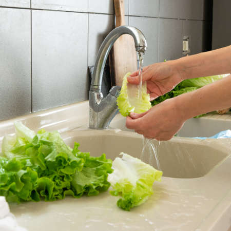 Woman hand washing lettuce in kitchenの写真素材
