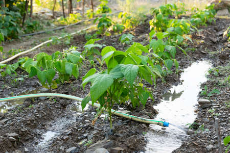 Watering young bean plants. Farming, agricultural concept, biological home production
