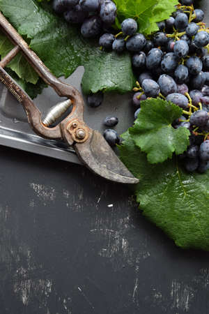 Bunch of black grapes, concept of harvest, viticulture, healthy organic ingredientsの写真素材